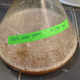 Image for article titled This Paleo Beer Is Made With Yeast From a 35 Million-Year-Old Fossil